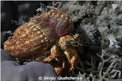 Crab+anemones by Sergiy Glushchenko 